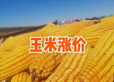 2025.6.13 全国粮食市场价格快讯