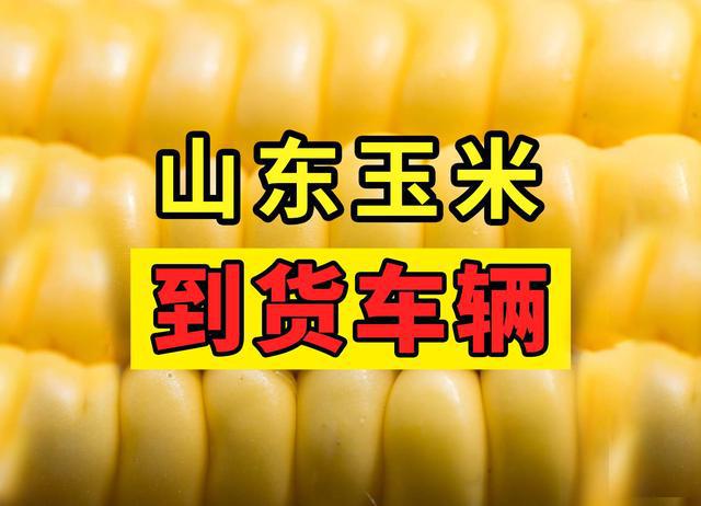 2025.5.22 山东玉米深加工企业车辆剩余信息统计