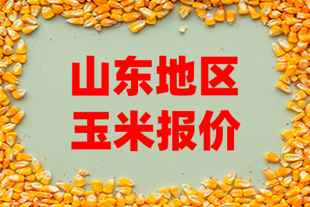 2025年6月1日山东玉米深加工企业报价汇总